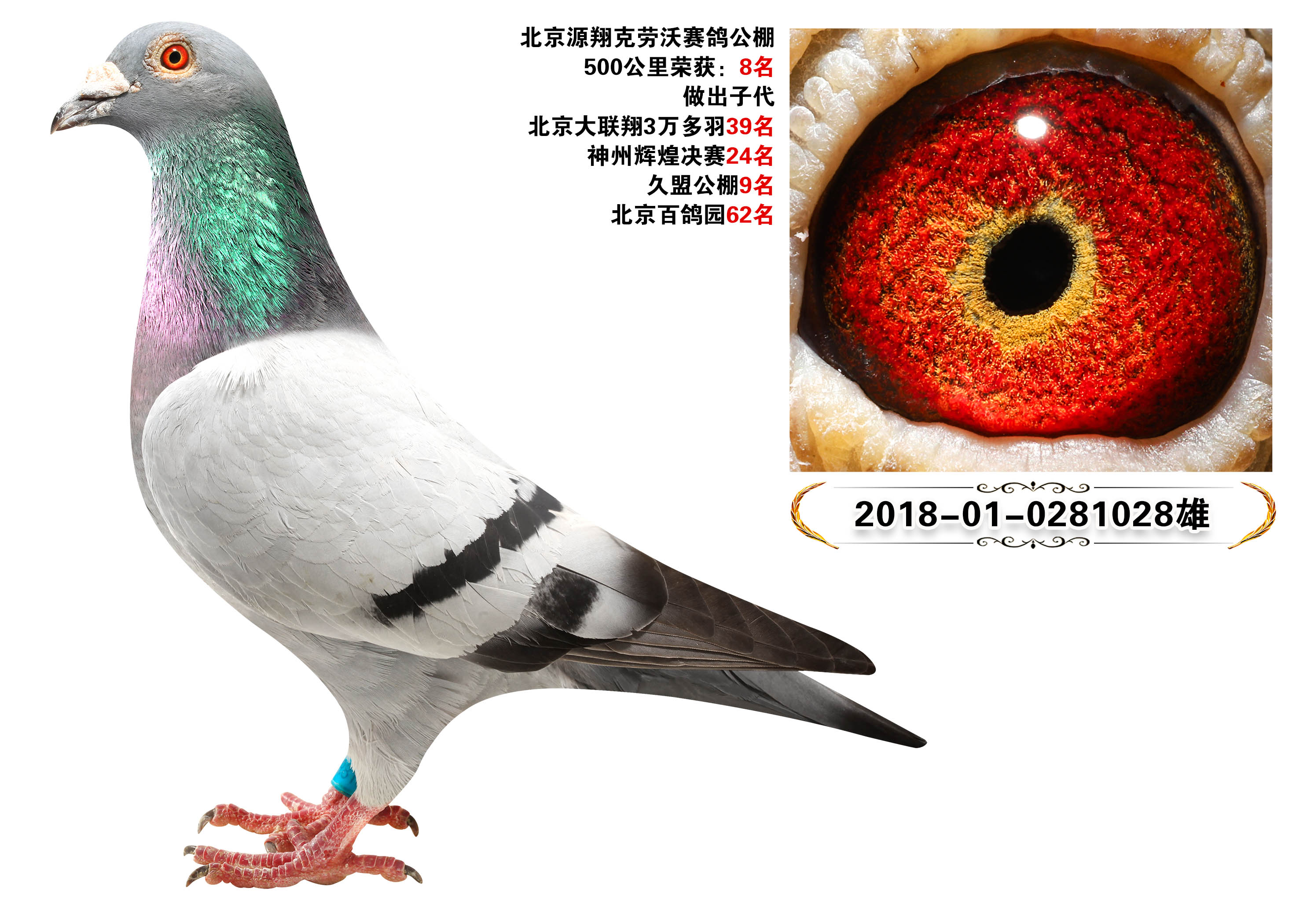 信鸽信息网各地公棚(信鸽信息网各地公棚杨厚均)